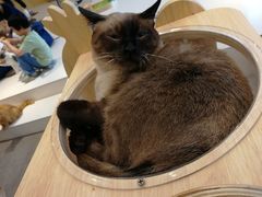 -飞行喵MR PILOT|猫舍·猫咖(静安大融城店)