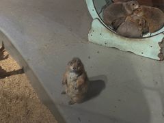 -正佳雨林生态植物园
