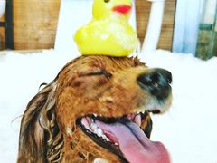 -PETKIT小佩宠物(古北店)