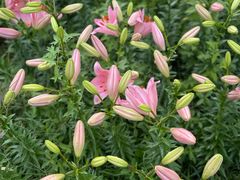 -泗洪洪泽湖湿地景区