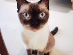 -藏猫猫咖啡主题馆(中央大道店)