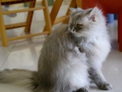 -平行世界·猫咖(首经贸店)