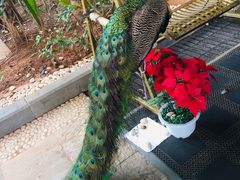 -西双版纳融创皇冠假日度假酒店