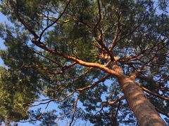 iphone_upload_pic-三鹰之森吉卜力美术馆