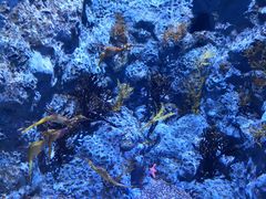 -新加坡海洋生态馆