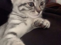 -中农国际动物医院24小时·猫科·骨科·急重症中心