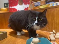 -有猫主题·治愈系猫咖(曾厝垵店)