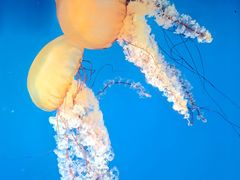 -太平洋海底世界