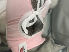 -宠福鑫康馨动物医院·骨科·眼科