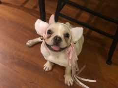 -Meowの猫咖(万家丽店)