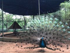 -广东茂名森林公园