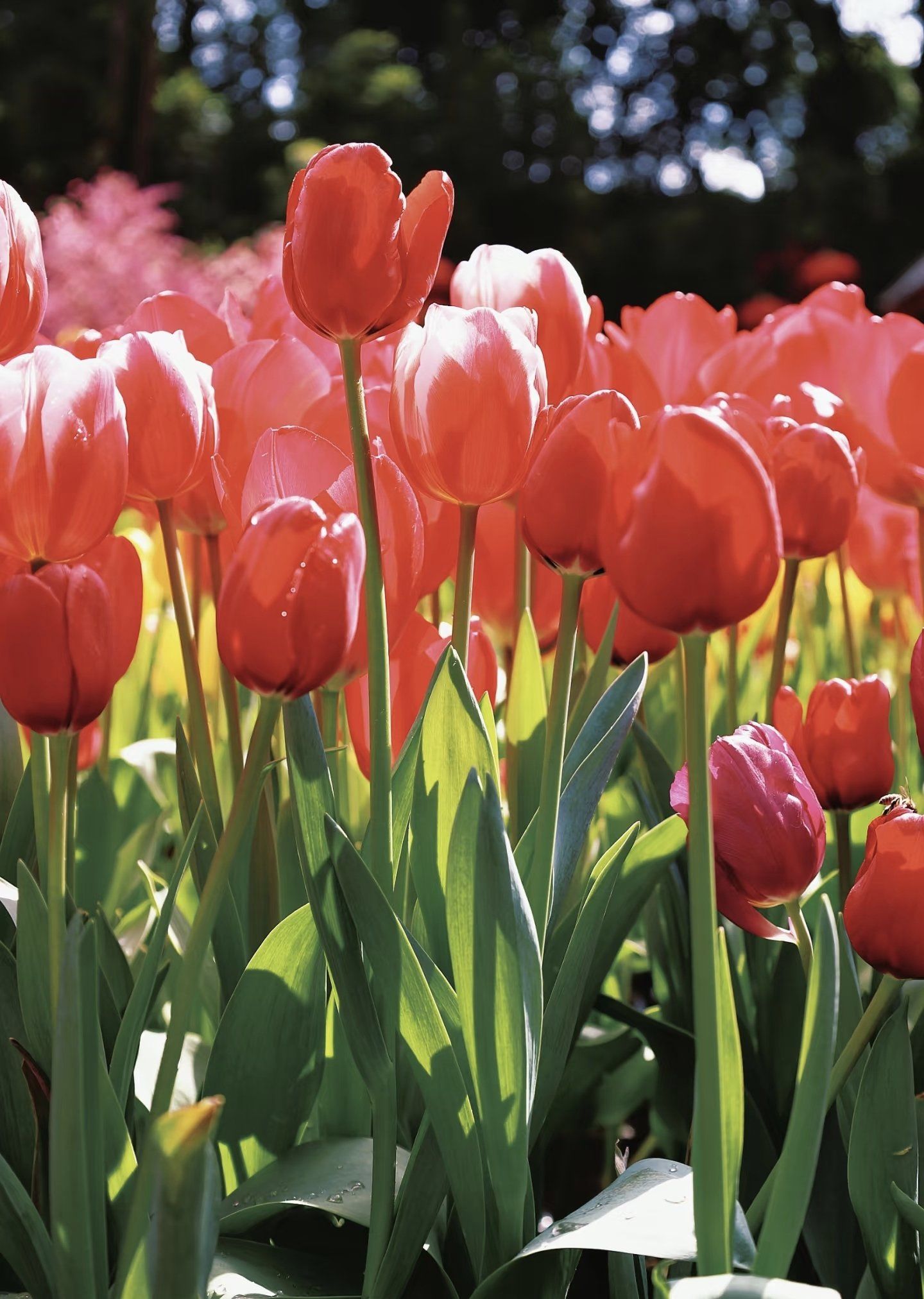 绵阳市区富乐山免费看郁金香