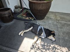 -青桃餐厅