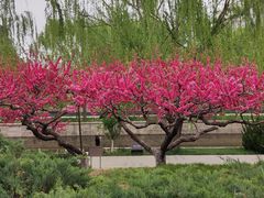 -元大都城垣遗址公园