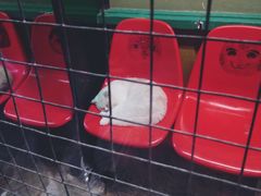 -猫咪博物馆(顶澳仔猫街店)