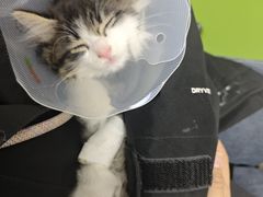 -达爱动物医院·犬猫分区·CT·复杂眼科(远洋山水分院)