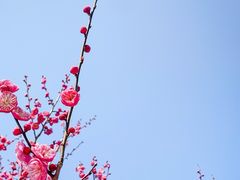 -梅花山(明孝陵内)