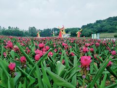-松山湖梦幻百花洲