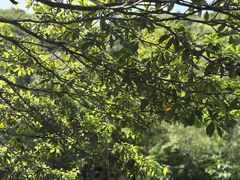 -石台牯牛降景区