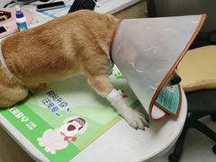 -安安宠医宠物医院·异宠·犬猫内科(岳阳分院)