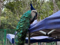 -中国科学院西双版纳热带植物园