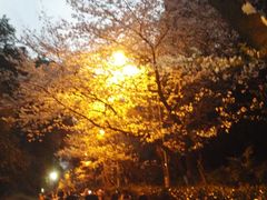 -武汉大学-樱园