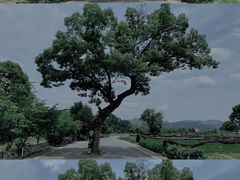 -龙坞茶村