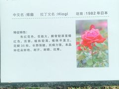 -亚龙湾国际玫瑰谷