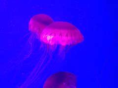 -芜湖新华联大白鲸海洋公园