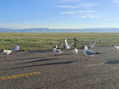 -青海湖国家重点风景名胜区