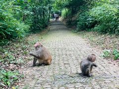 -苏州上方山国家森林公园
