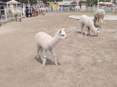 -国色天乡三期陆地乐园