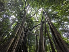 -西双版纳基诺山寨