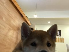 -柴犬小屋·柴餐厅·狗咖食堂(金鼎广场店)