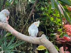 -正佳雨林生态植物园