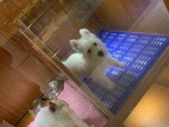 -悠尼宠物·独立低压伊珊娜洗护·美容·寄养(兰谷路店)