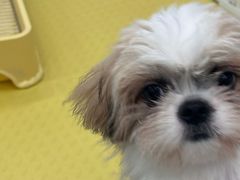 -有喵·猫咖·狗咖·30几只猫10只小狗(岗厦店)