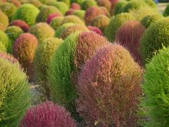 -径山花海