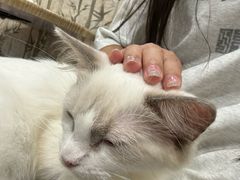 -楼上猫咖(罗湖店)