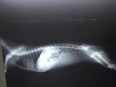-佳怡动物医院·平价24小时·猫专科骨外科
