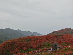 -大围山国家森林公园