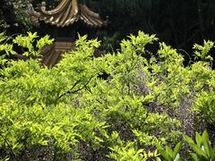 -嘉定紫藤园
