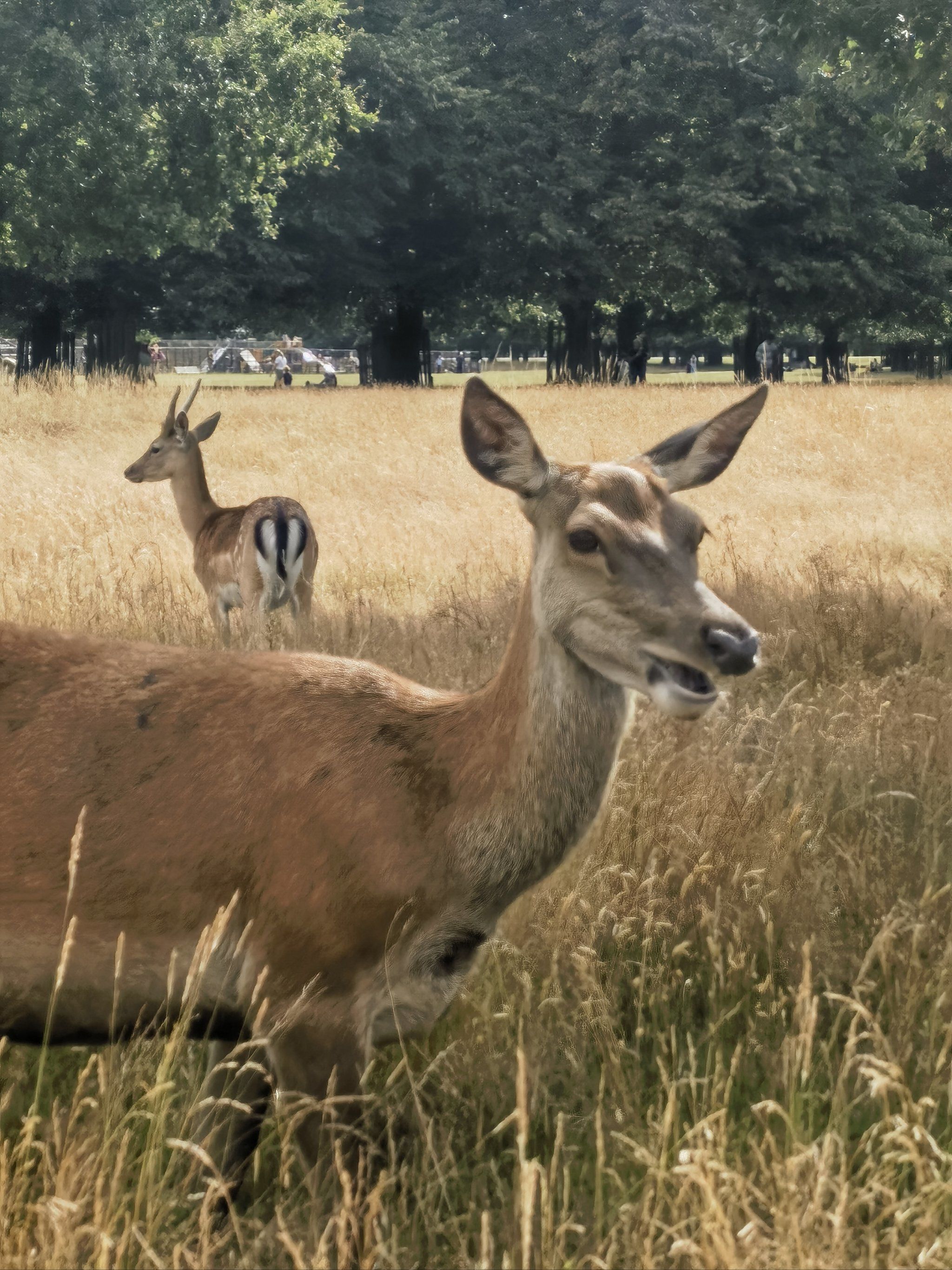 英国hampton bushy park