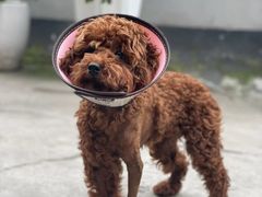 -谐和贝康宠物医院24小时·宠保定点(急重症转诊中心)