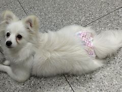 -关爱动物医院·心脏·中兽医·异宠(金牛路分院)