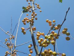 -昆山城市生态森林公园