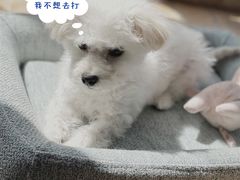 -宠爱多约克夏马尔济斯泰迪小型犬专卖