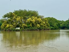 -大湾区中央湿地公园
