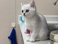 -安安宠医·臻爱宠物医院·宠保定点(营门口路分院)