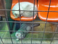 -猫咪博物馆(顶澳仔猫街店)